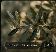 Native California olive tree planting